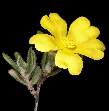 APII jpeg image of Hibbertia mylnei  © contact APII