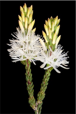 APII jpeg image of Calytrix acutifolia  © contact APII