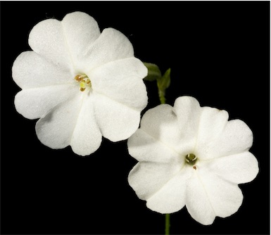 APII jpeg image of Nicotiana rosulata  © contact APII