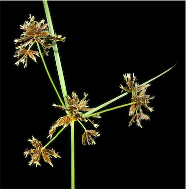 APII jpeg image of Cyperus centralis  © contact APII