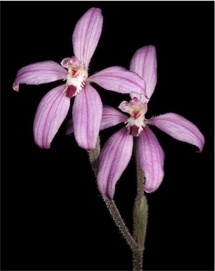 APII jpeg image of Caladenia reptans subsp. reptans  © contact APII