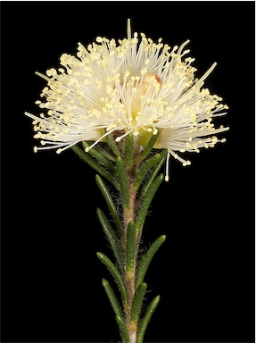 APII jpeg image of Melaleuca ciliosa  © contact APII