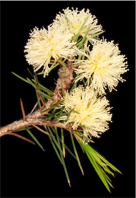 APII jpeg image of Melaleuca pungens  © contact APII