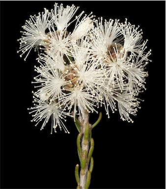 APII jpeg image of Melaleuca pauperiflora subsp. pauperiflora  © contact APII