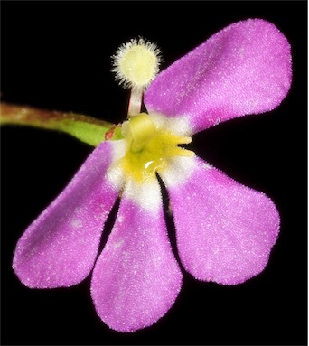 APII jpeg image of Stylidium asymmetricum  © contact APII