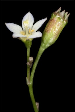 APII jpeg image of Wahlenbergia sp.  © contact APII