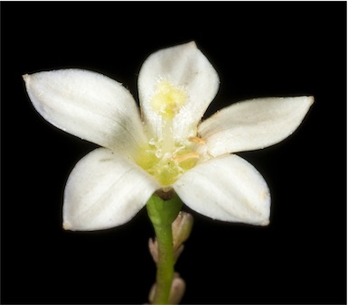 APII jpeg image of Wahlenbergia sp.  © contact APII