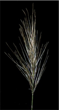 APII jpeg image of Austrostipa hemipogon  © contact APII