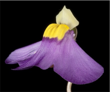 APII jpeg image of Utricularia benthamii  © contact APII