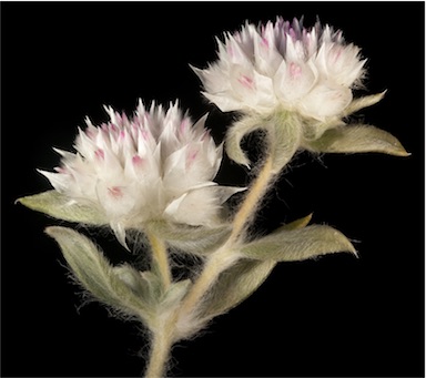 APII jpeg image of Gomphrena cunninghamii  © contact APII