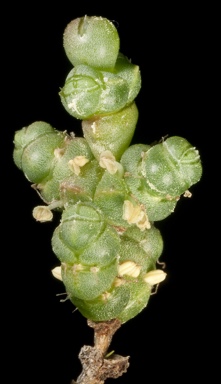 APII jpeg image of Tecticornia syncarpa  © contact APII