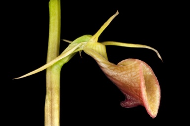 APII jpeg image of Cryptostylis ovata  © contact APII