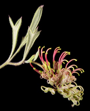 APII jpeg image of Grevillea manglesioides  © contact APII