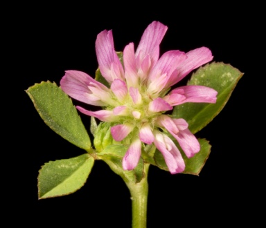 APII jpeg image of Trifolium sp.  © contact APII