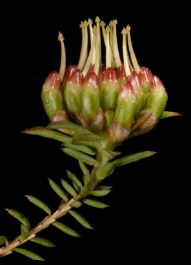 APII jpeg image of Darwinia hortiorum  © contact APII