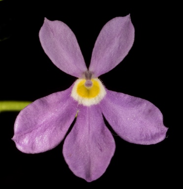 APII jpeg image of Isotoma pusilla  © contact APII