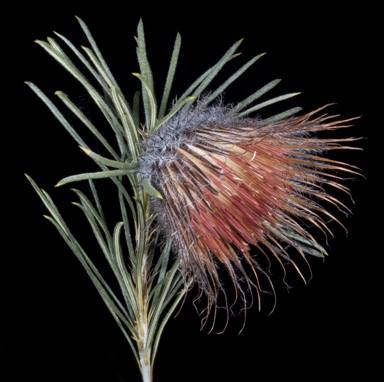 APII jpeg image of Banksia splendida subsp. macrocarpa  © contact APII