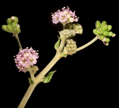 APII jpeg image of Boerhavia coccinea  © contact APII