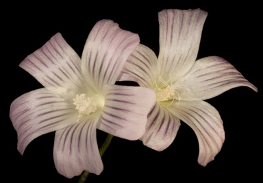 APII jpeg image of Malva weinmanniana  © contact APII