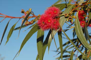 APII jpeg image of Eucalyptus lansdowneana  © contact APII