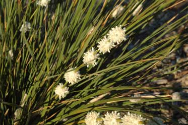 APII jpeg image of Lomandra leucocephala subsp. robusta  © contact APII