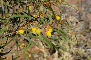 APII jpeg image of Acacia quadrimarginea  © contact APII