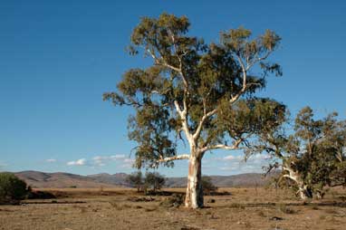 APII jpeg image of Eucalyptus camaldulensis  © contact APII