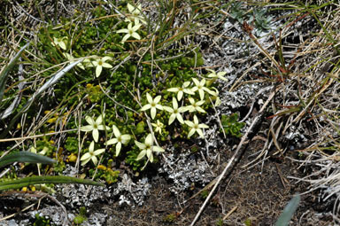 APII jpeg image of Stackhousia pulvinaris  © contact APII