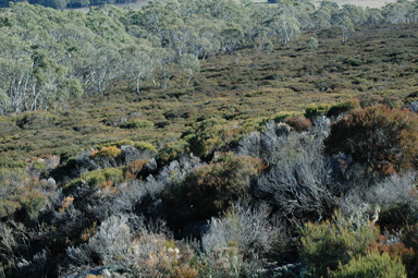 APII jpeg image of Allocasuarina nana  © contact APII