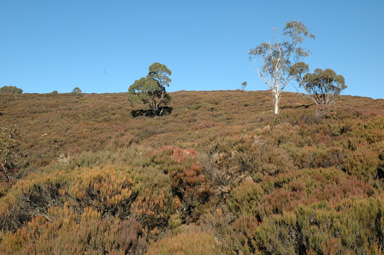 APII jpeg image of Allocasuarina nana  © contact APII