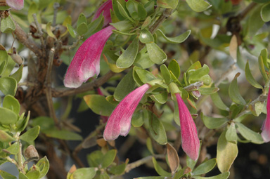 APII jpeg image of Prostanthera carrickiana  © contact APII