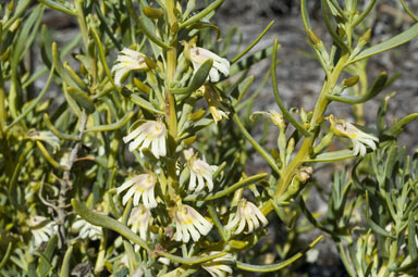 APII jpeg image of Scaevola collaris  © contact APII