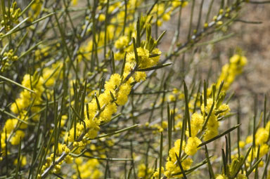 APII jpeg image of Acacia eremophila  © contact APII