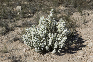 APII jpeg image of Olearia brachyphylla  © contact APII