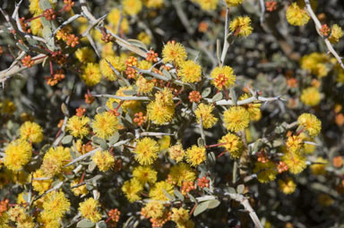 APII jpeg image of Acacia erinacea  © contact APII