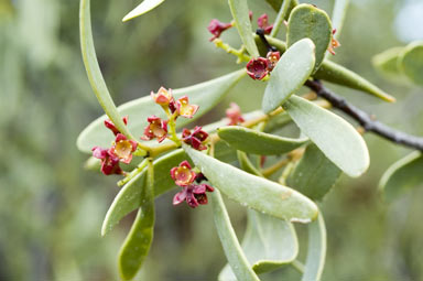 APII jpeg image of Santalum acuminatum  © contact APII