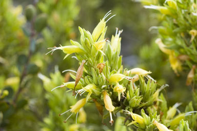 APII jpeg image of Eremophila subfloccosa subsp. glandulosa  © contact APII