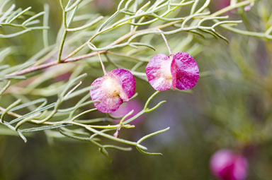 APII jpeg image of Dodonaea stenozyga  © contact APII