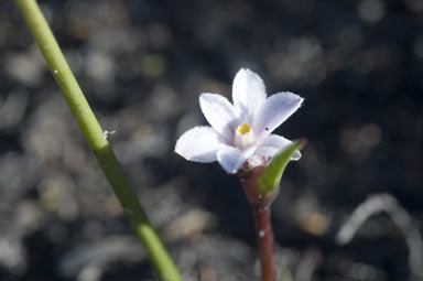 APII jpeg image of Tribonanthes violacea  © contact APII