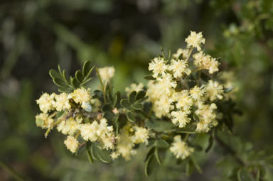 APII jpeg image of Acacia nigricans  © contact APII