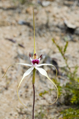 APII jpeg image of Caladenia longicauda  © contact APII