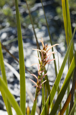 APII jpeg image of Lepidosperma tuberculatum  © contact APII