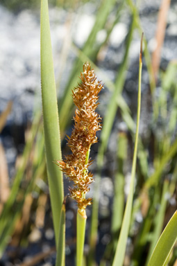 APII jpeg image of Lepidosperma tuberculatum  © contact APII