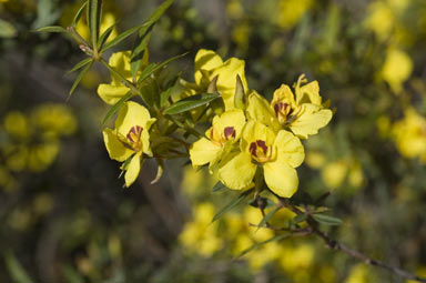 APII jpeg image of Labichea lanceolata subsp. brevifolia  © contact APII