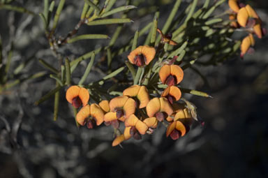 APII jpeg image of Daviesia teretifolia  © contact APII