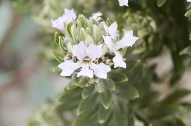 APII jpeg image of Coopernookia polygalacea  © contact APII