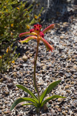 APII jpeg image of Anigozanthos humilis  © contact APII