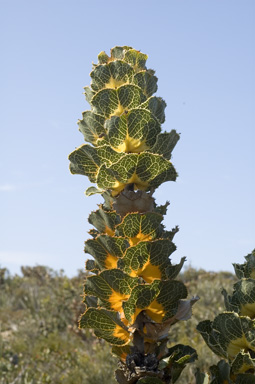 APII jpeg image of Hakea victoria  © contact APII