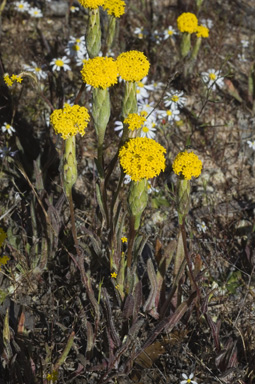 APII jpeg image of Podotheca gnaphalioides  © contact APII