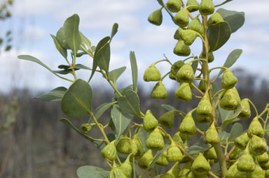 APII jpeg image of Codonocarpus cotinifolius  © contact APII